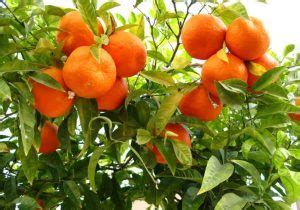 Orange Farming: Varieties, Conditions and Requirements .